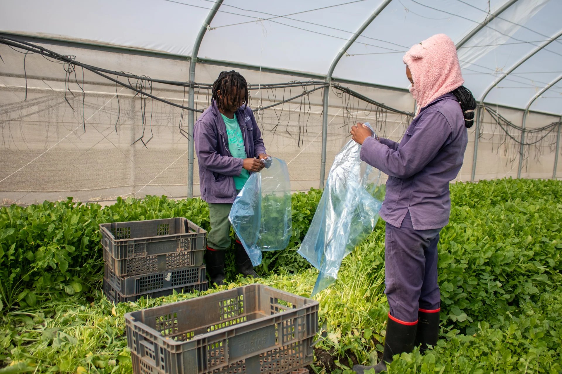 Two agripreneurs harvesting and bagging greens inside a tunnel