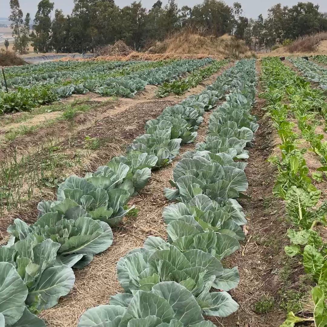 Cabbages, beetroot and peas growing in straw-mulched soil in an open field