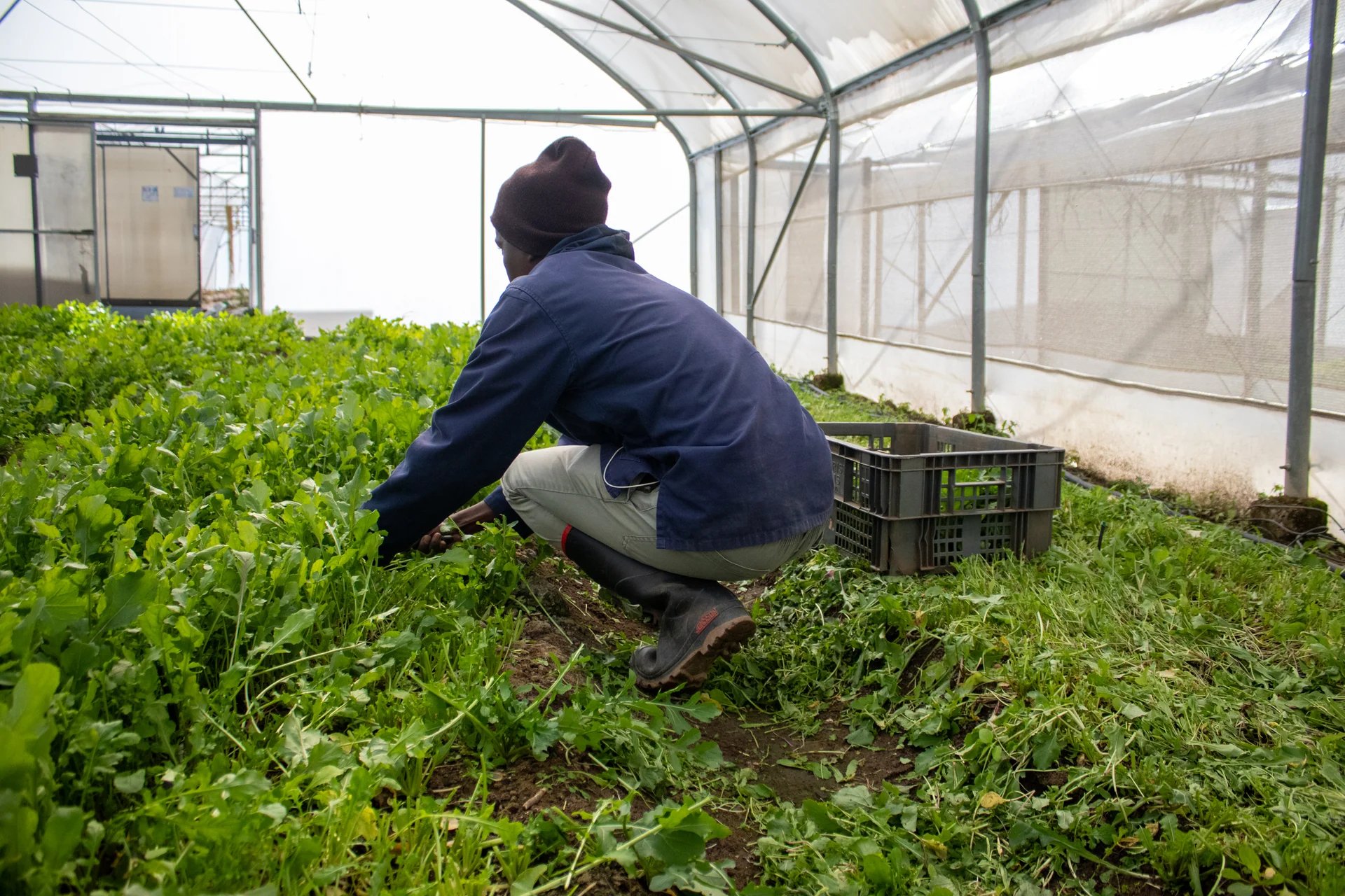 A trainee tending crops inside a tunnel early in the morning