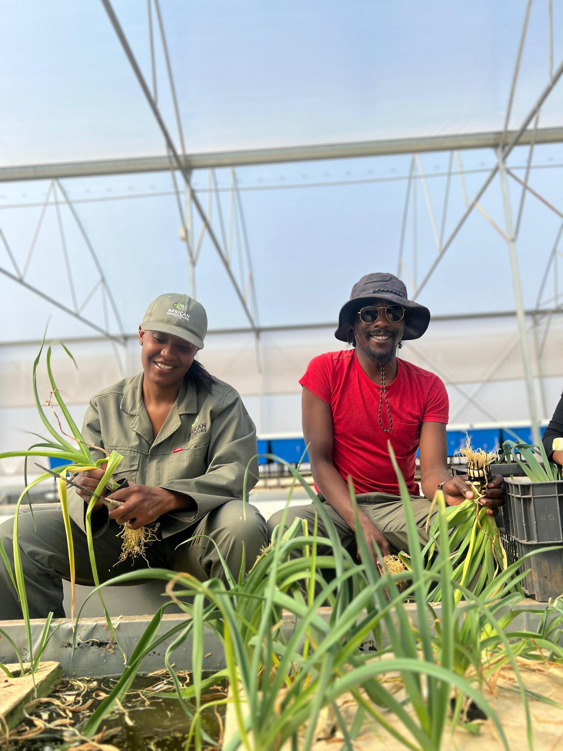 Two trainees working with onion seedlings inside a tunnel